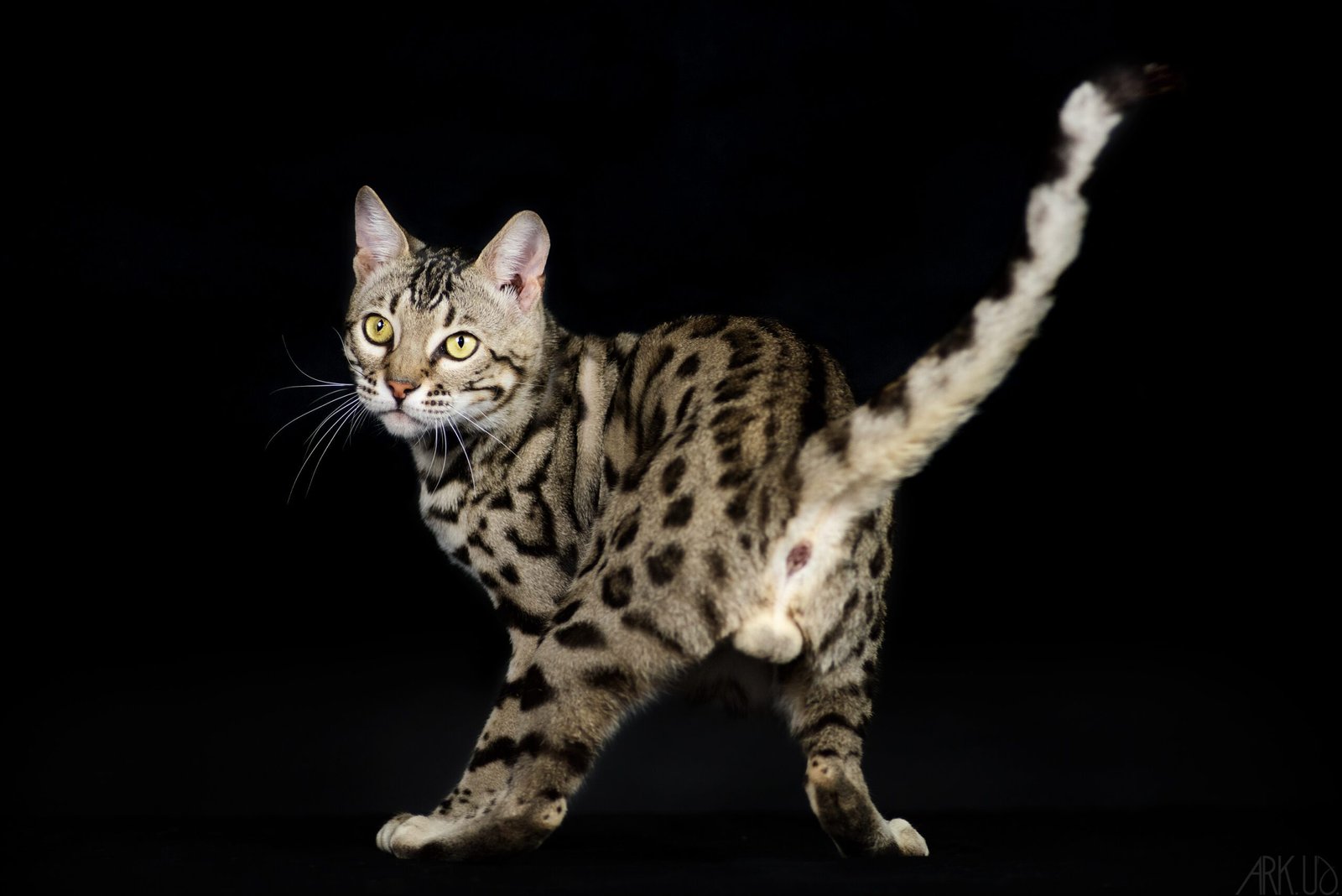 chat bengal