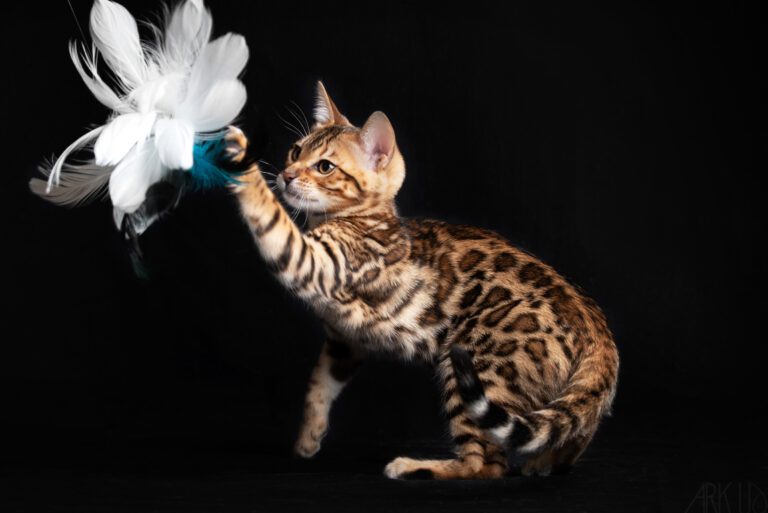 brown tabby rosette (Pkdef N/N Pra-b N/N)