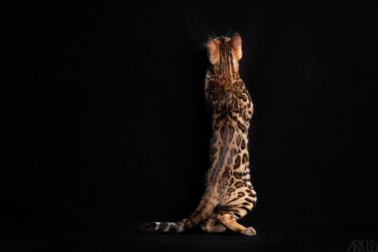 titania bengal chat chaton elevage chatterie sud brown vaucluse