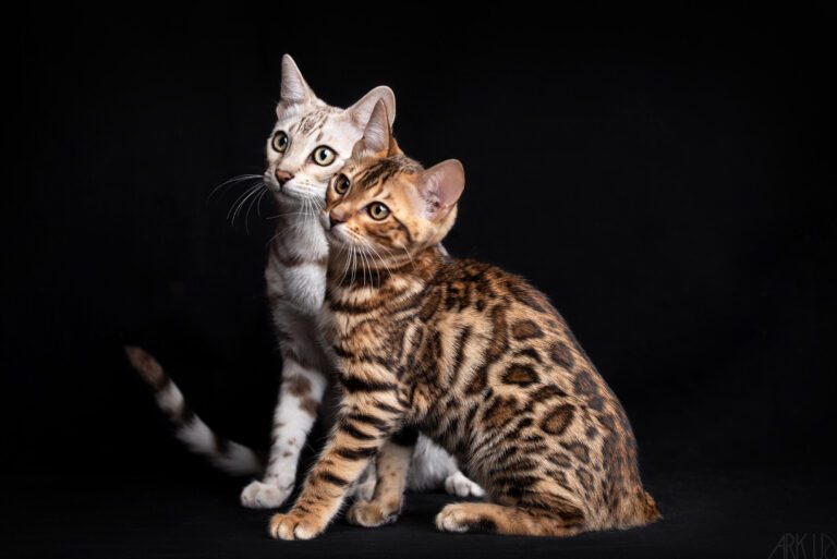 titania bengal chat chaton elevage chatterie sud brown vaucluse