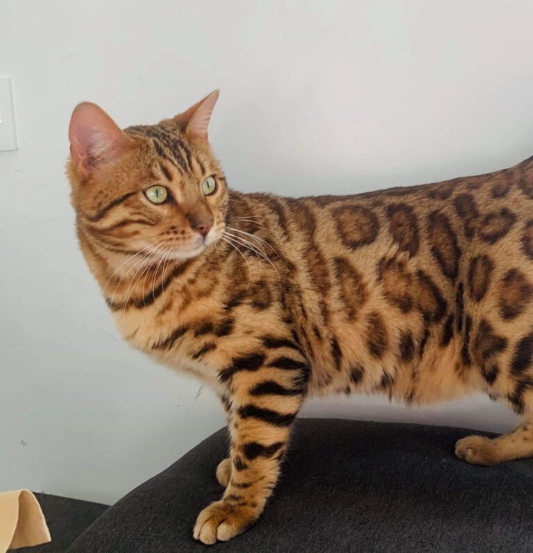 ercole bengal