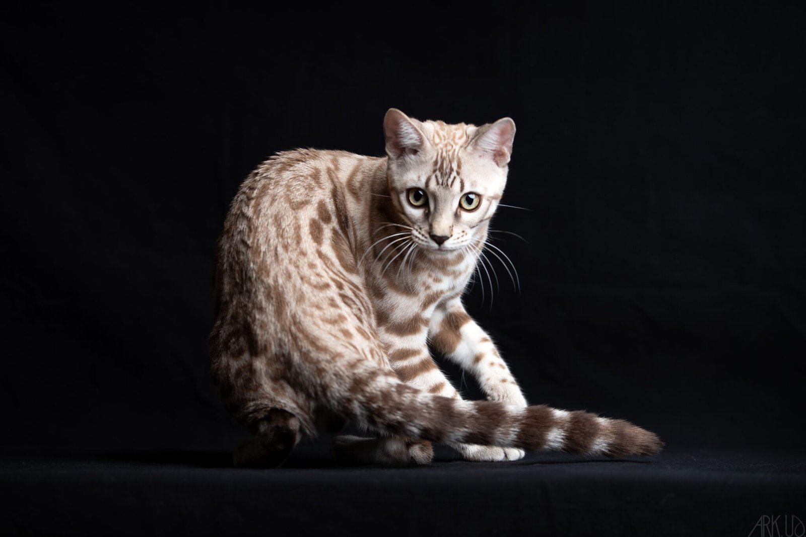 targaryen bengal bengal's throne game of thrones élevage chat chatterie breeder breeding cattery