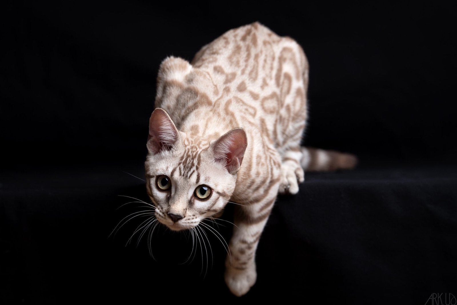 targaryen bengal bengal's throne game of thrones élevage chat chatterie breeder breeding cattery