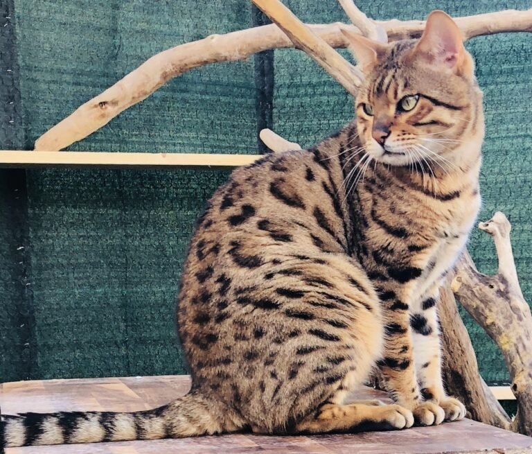 Jungle Speed bengal