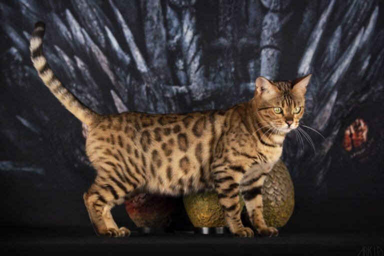 pandore bengal