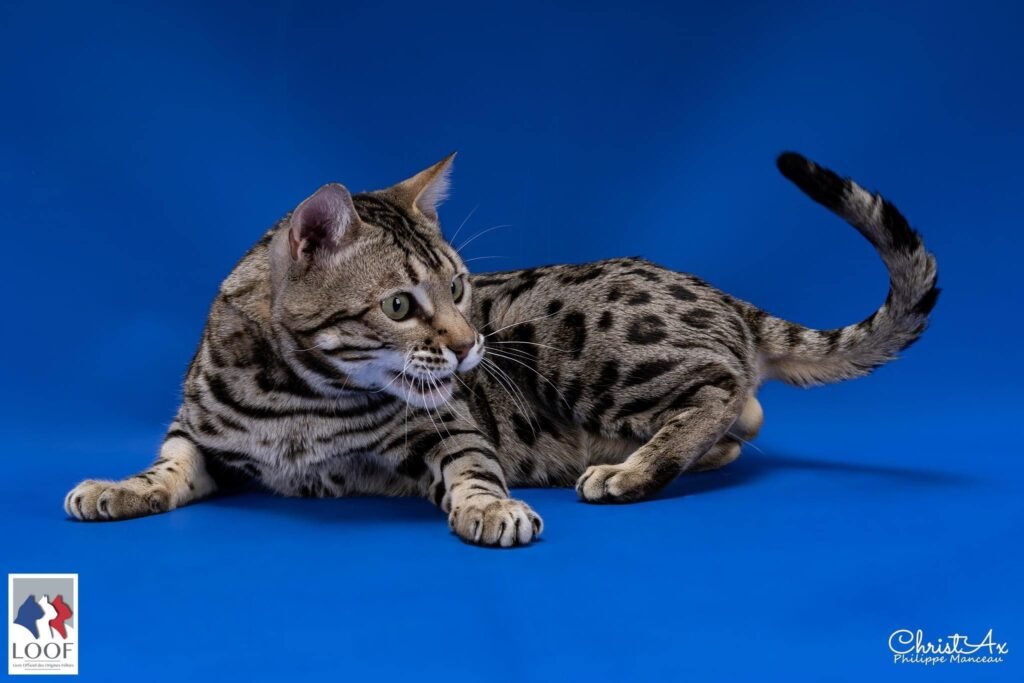 run away chat bengal élevage adulte mâle chatterie concours général agricole meilleur