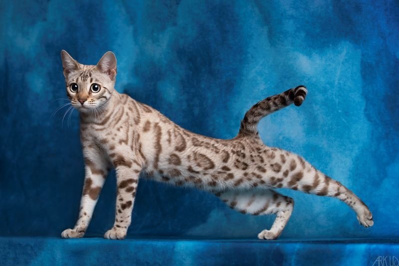 bengal