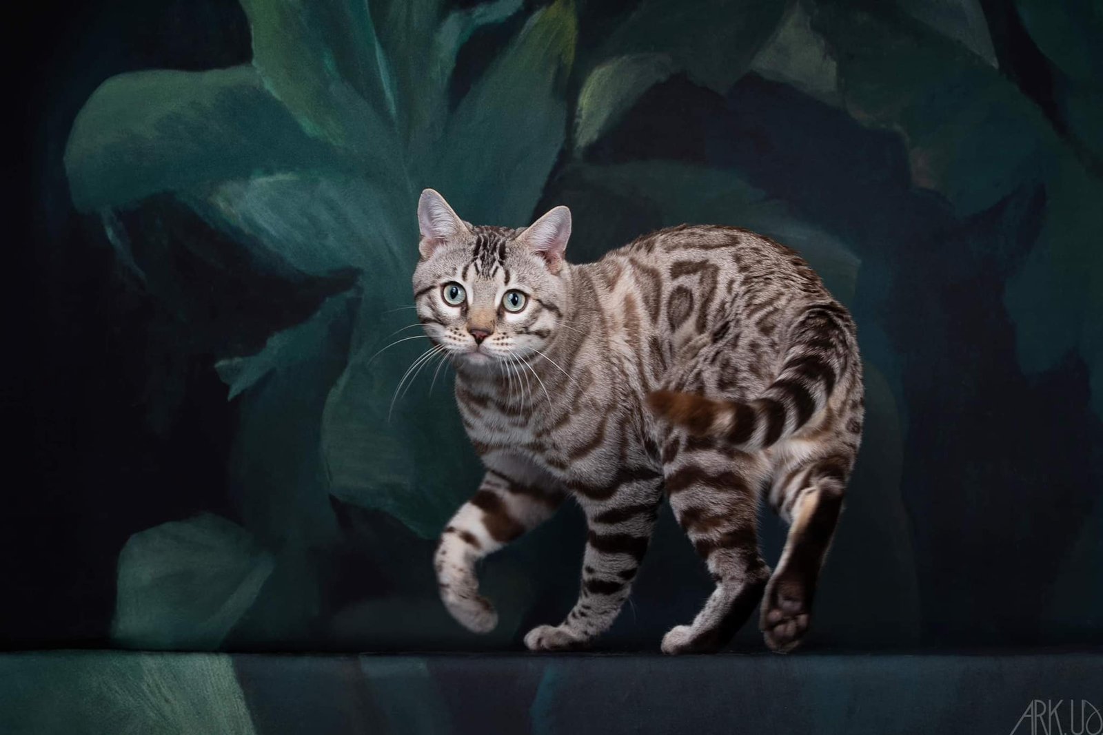 targaryen bengal bengal's throne game of thrones élevage chat chatterie breeder breeding cattery