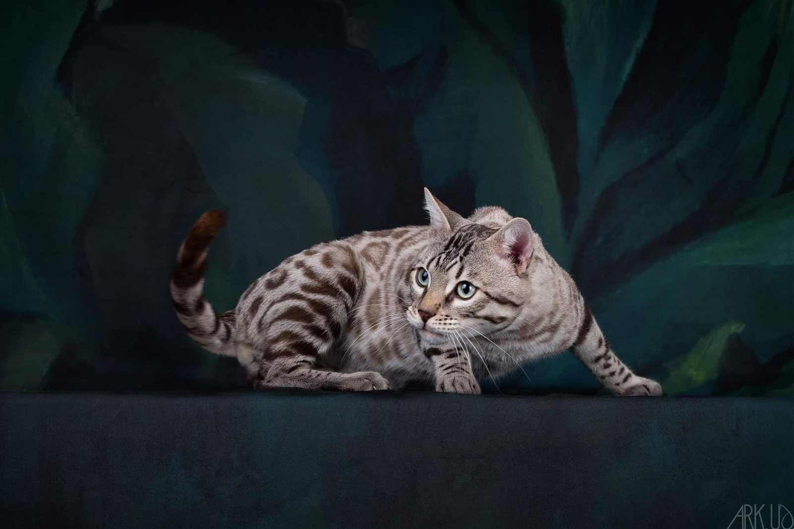 targaryen bengal bengal's throne game of thrones élevage chat chatterie breeder breeding cattery