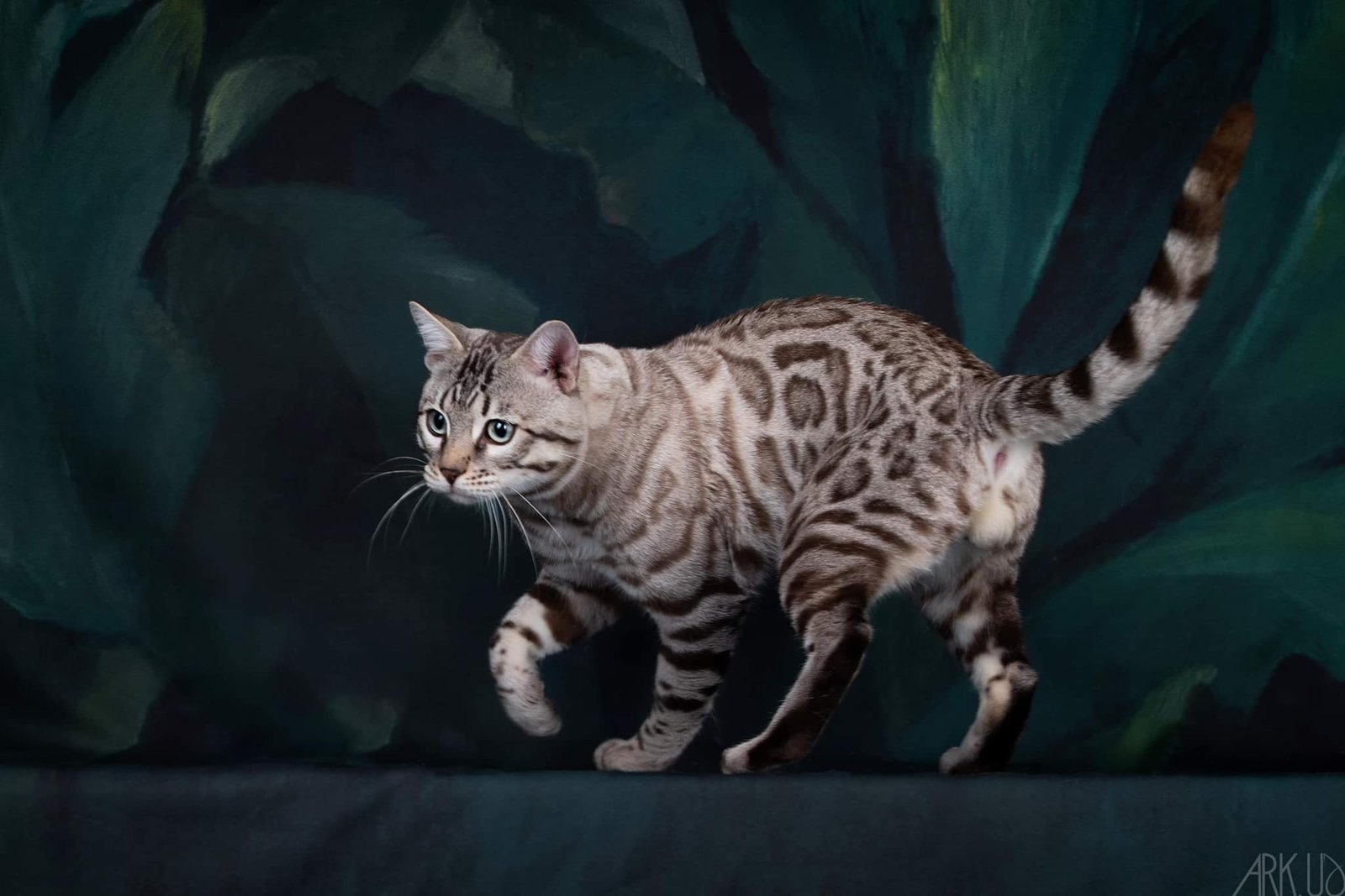 targaryen bengal bengal's throne game of thrones élevage chat chatterie breeder breeding cattery