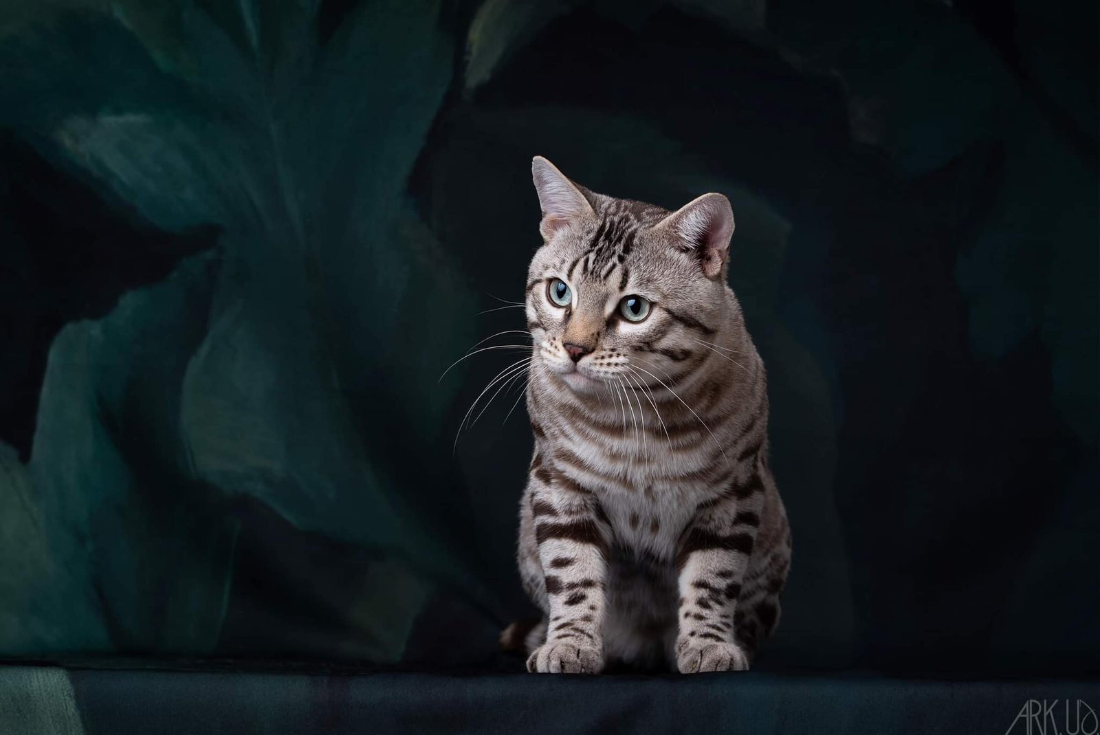 targaryen bengal bengal's throne game of thrones élevage chat chatterie breeder breeding cattery