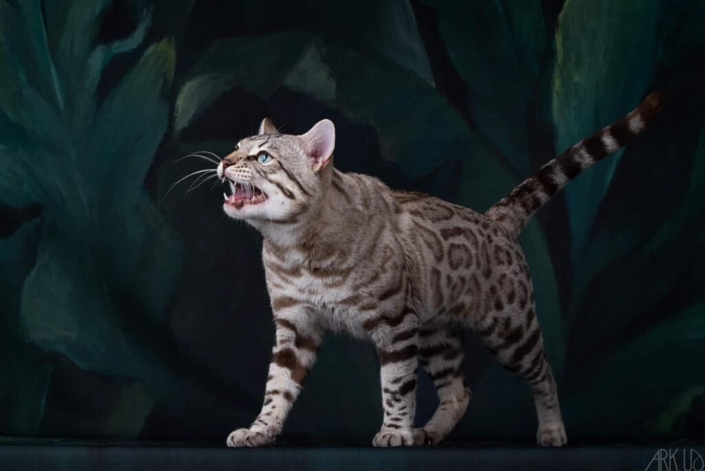 targaryen bengal bengal's throne game of thrones élevage chat chatterie breeder breeding cattery mink