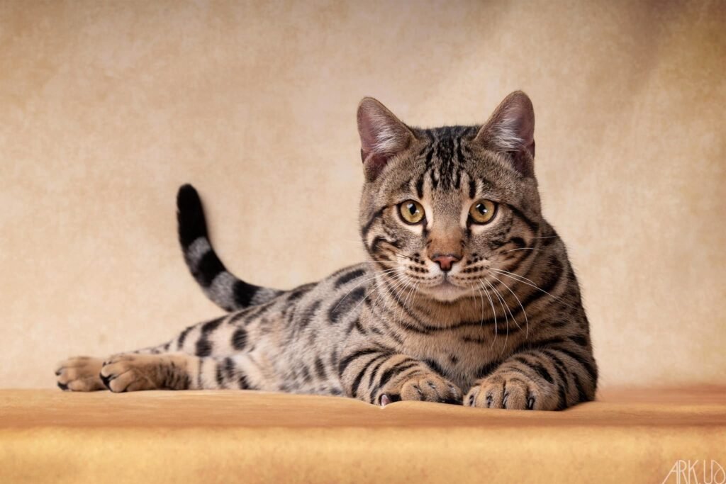 unfold fire blast brown tabby bengal throne