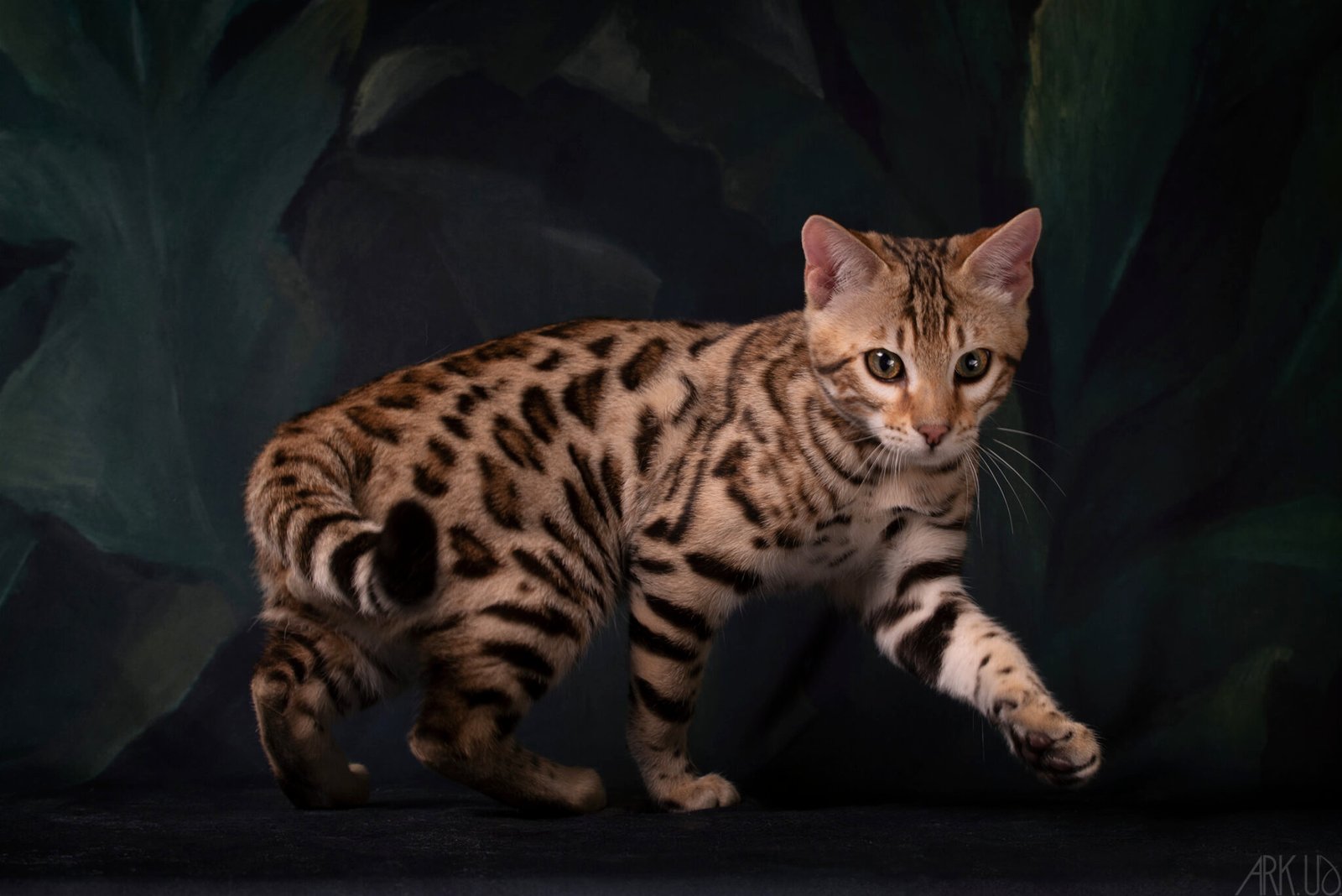 urban sandstorm bengal brown chaton champion