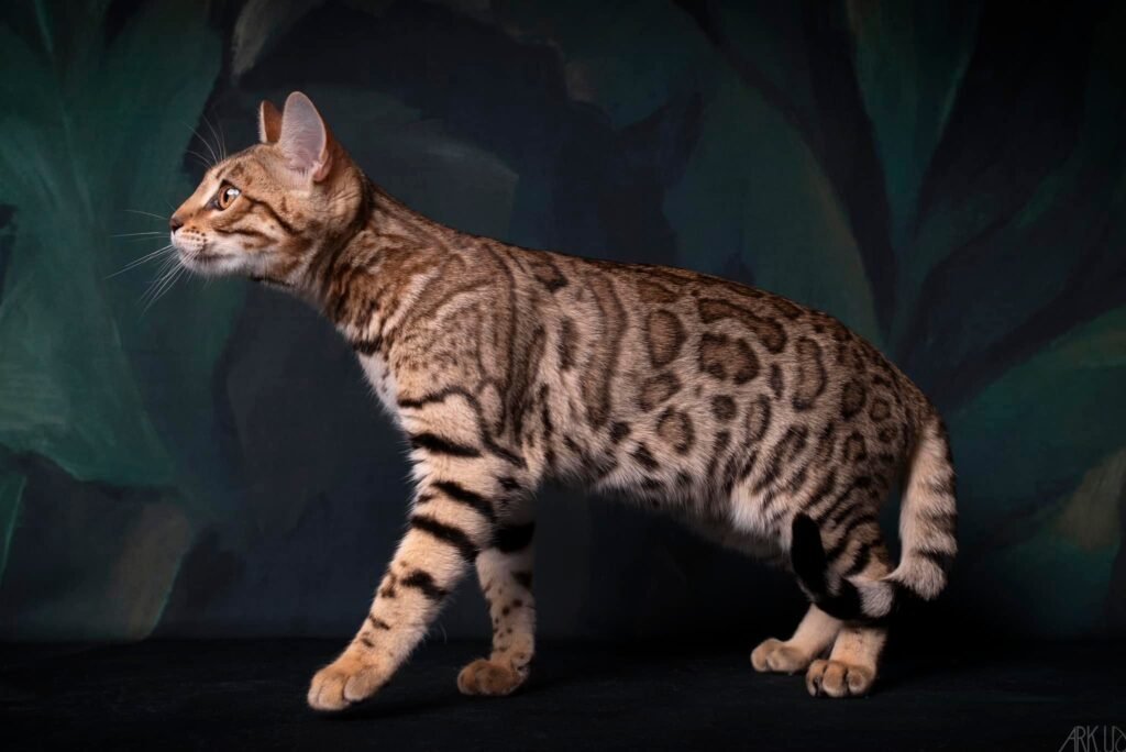 meleys bengal chat elevage brown