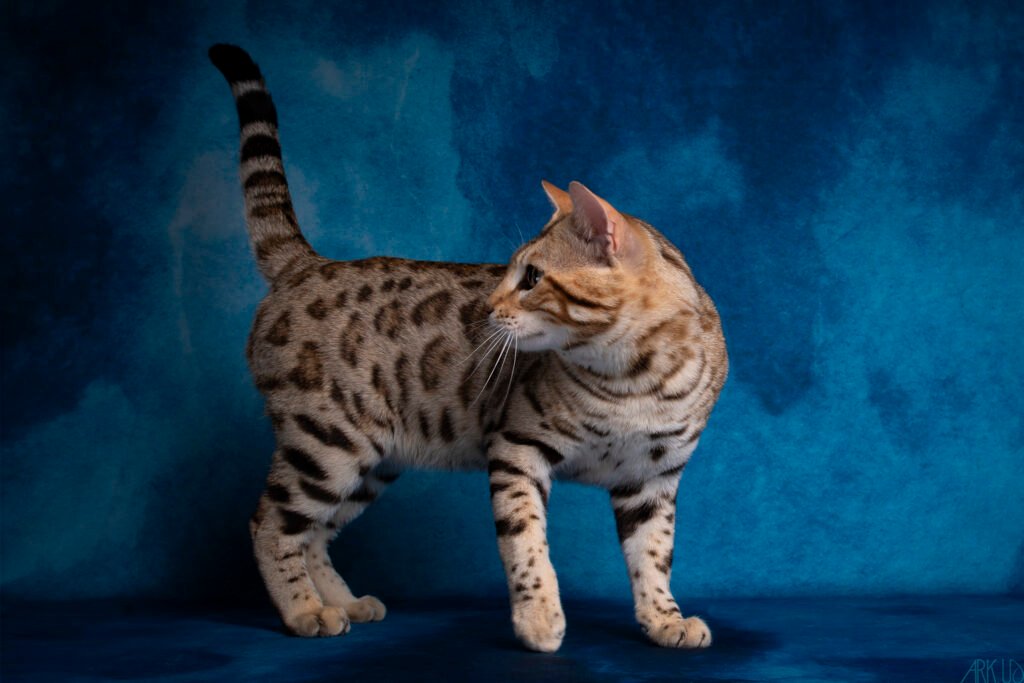 urban bengal brown chat chaton élevage résultat exposition show chatterie félin panthère tigre léopard