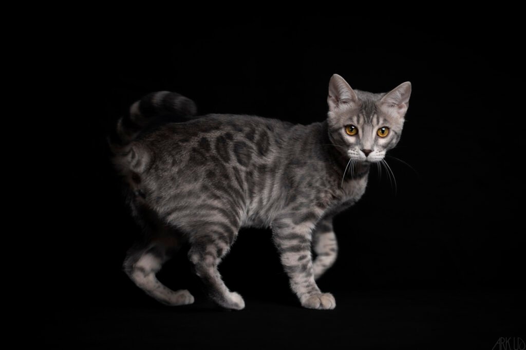 chizpride amore bleu tabby rosettes bengal chat de race élevage chatterie rare couleur panthère léopard tigre félin