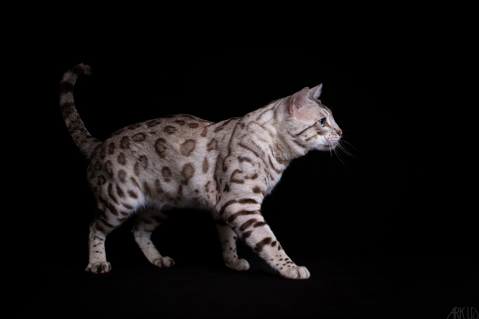 the elven king bengal seal snow mink silver chat chaton élevage résultat exposition show chatterie félin panthère tigre léopard