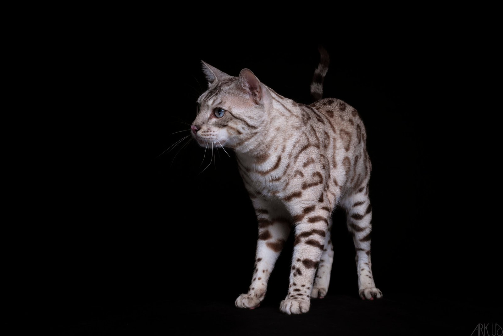 the elven king bengal seal snow mink silver chat chaton élevage résultat exposition show chatterie félin panthère tigre léopard