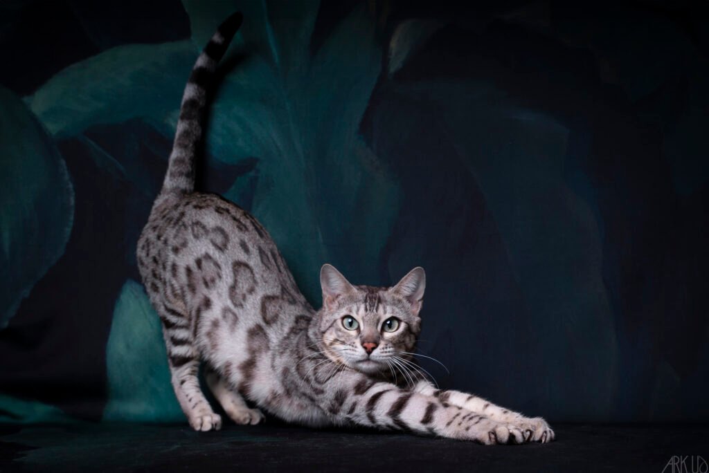 tiwanga bengal silver chat chaton élevage résultat exposition show chatterie félin panthère tigre léopard