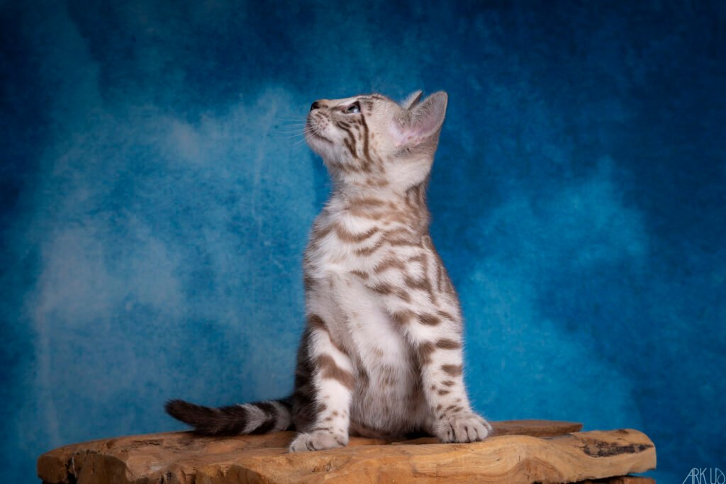 chaton chat race bengal throne élevage chatterie snow mink seal blanc mignon