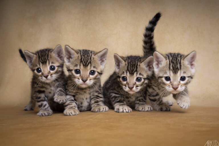 chaton bengal brown chat elevage chatterie eleveur vente vendre chatons