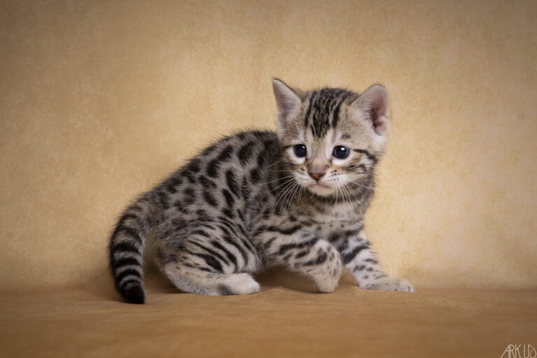 chaton bengal brown chat elevage chatterie eleveur vente vendre chatons