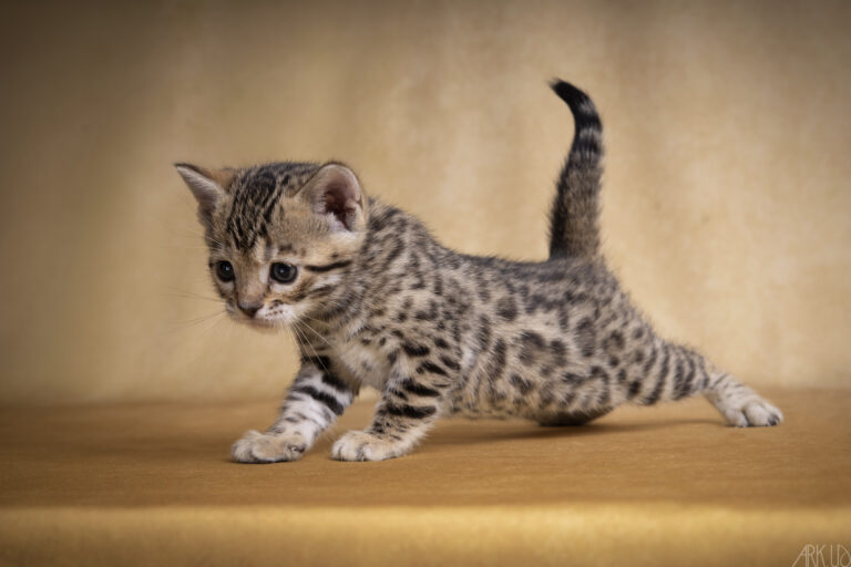 chaton bengal brown chat elevage chatterie eleveur vente vendre chatons