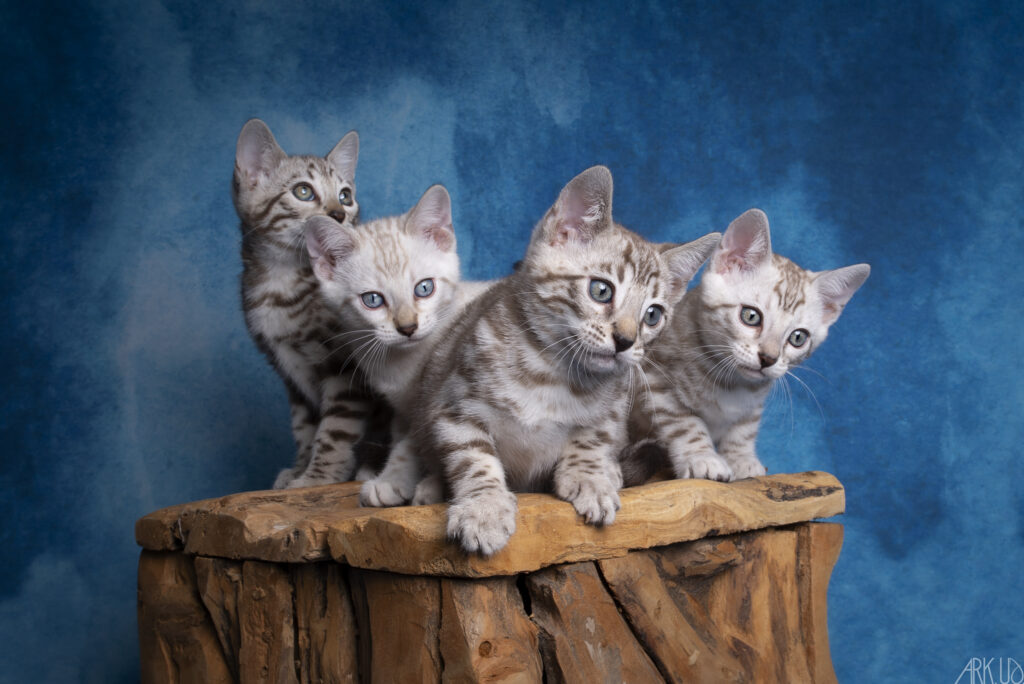 chaton bengal snow seal mink sépia lynx chat elevage chatterie eleveur vente vendre chatons