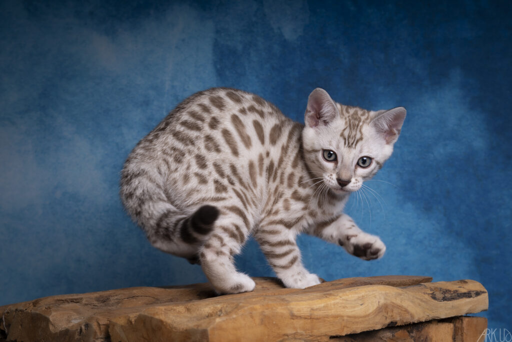 chaton bengal snow seal mink sépia lynx chat elevage chatterie eleveur vente vendre chatons