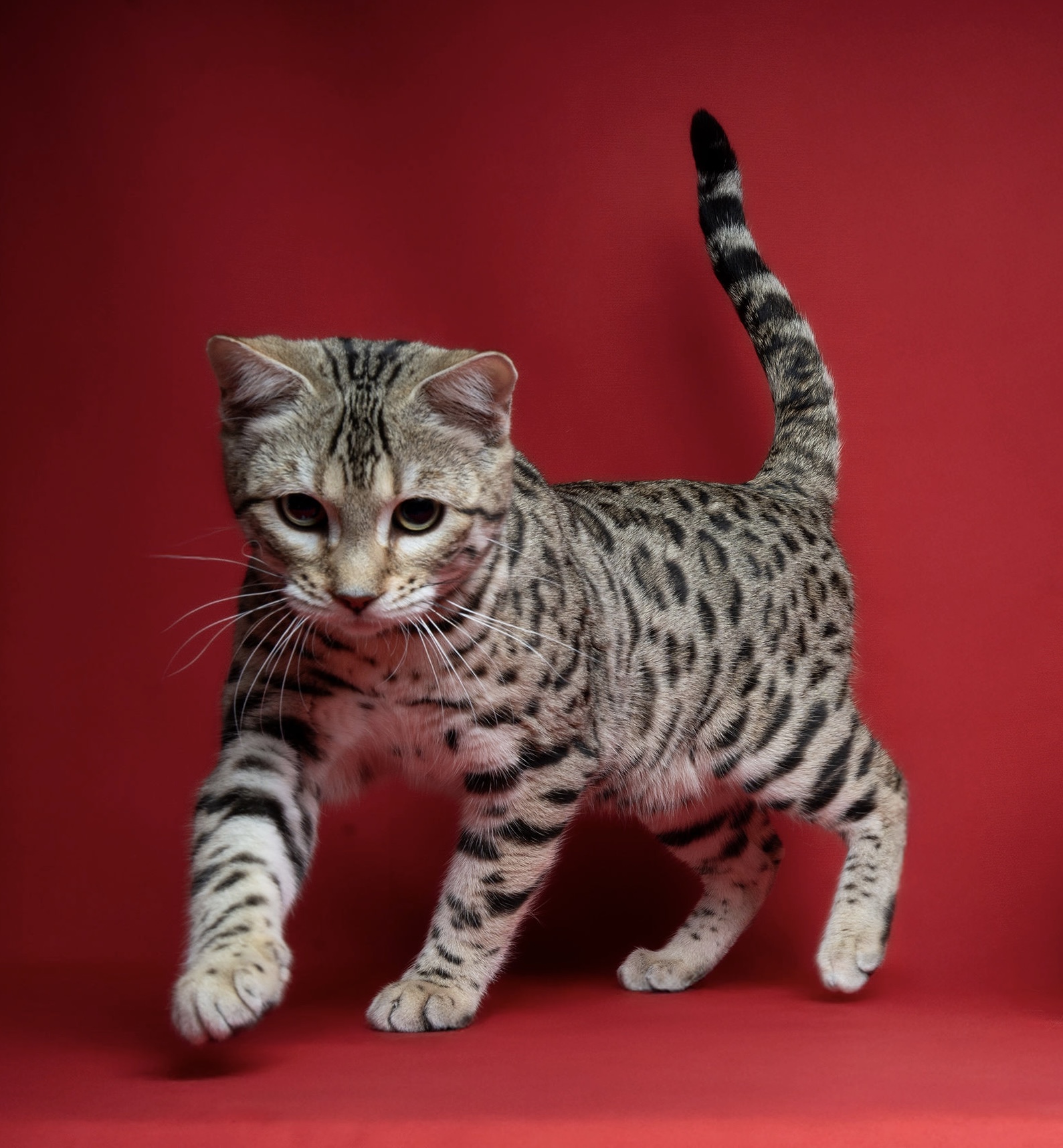 velaryon bengal's throne bengal brown tabby rosettes F8 wild cat chat élevage sud vaucluse chaton chatterie