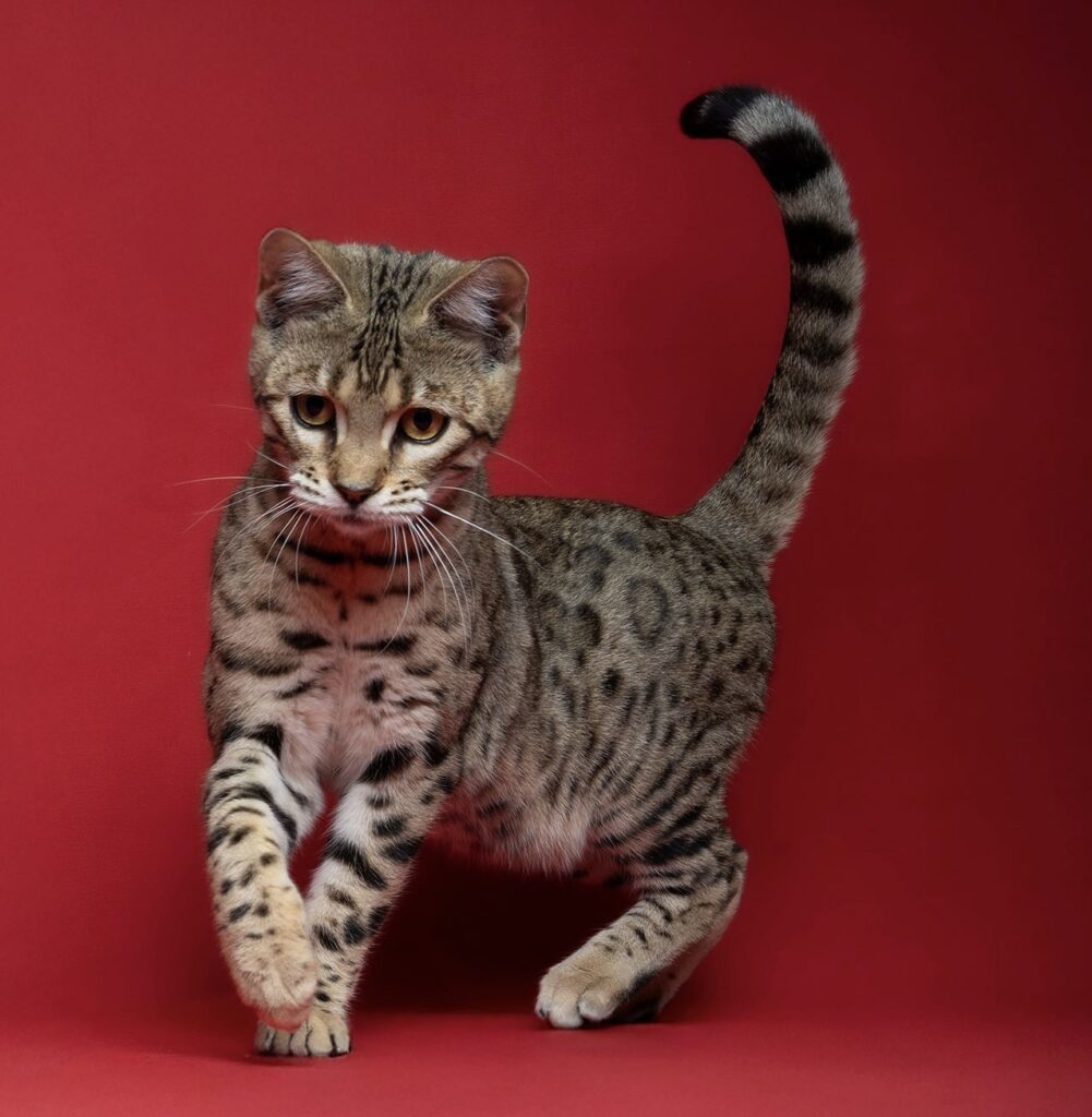 vhagar bengal's throne bengal brown tabby rosettes F8 wild cat chat élevage sud vaucluse chaton chatterie