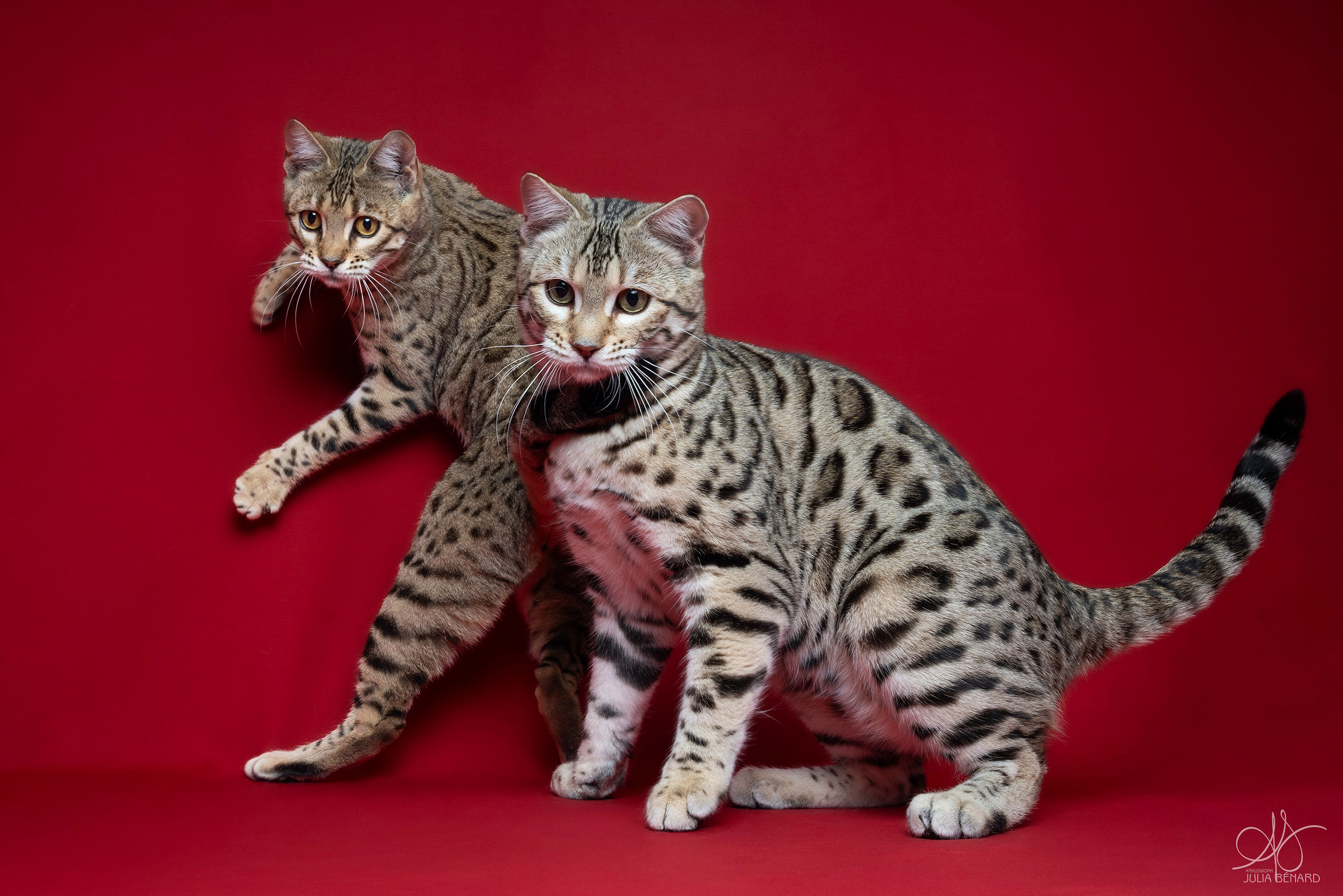 velaryon bengal's throne bengal brown tabby rosettes F8 wild cat chat élevage sud vaucluse chaton chatterie