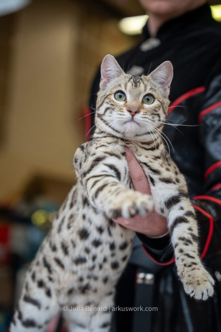 velaryon bengal's throne bengal brown tabby rosettes F8 wild cat chat élevage sud vaucluse chaton chatterie
