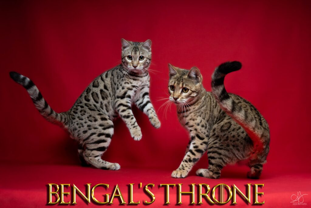 vhagar bengal's throne bengal brown tabby rosettes F8 wild cat chat élevage sud vaucluse chaton chatterie