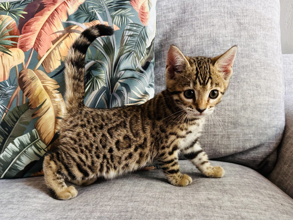 vhagar bengal's throne bengal brown tabby rosettes F8 wild cat chat élevage sud vaucluse chaton chatterie