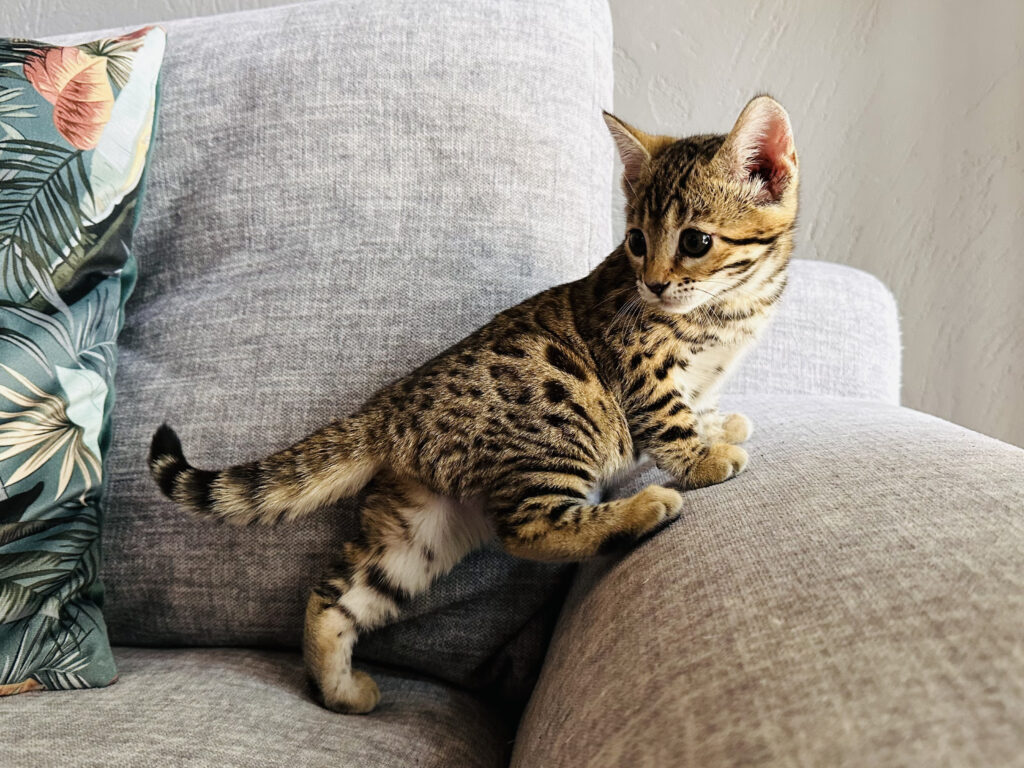 vhagar bengal's throne bengal brown tabby rosettes F8 wild cat chat élevage sud vaucluse chaton chatterie