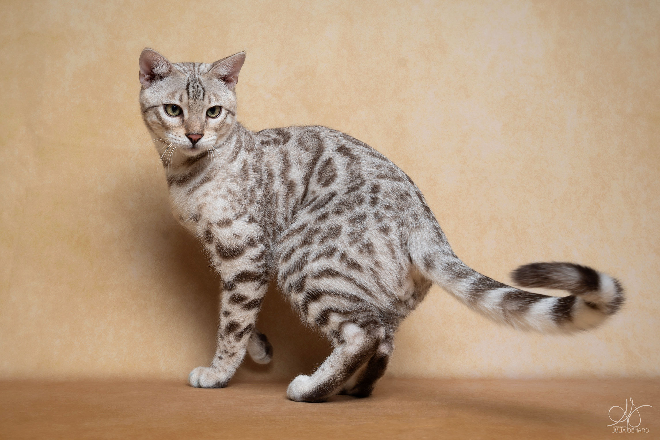 winterfell bengal's throne bengal brown seal mink point sepia lynx tabby rosettes wild cat chat élevage sud vaucluse chaton chatterie mignon réservation adoption kitten exposition loof tica wcf sauvage panthère léopard alc