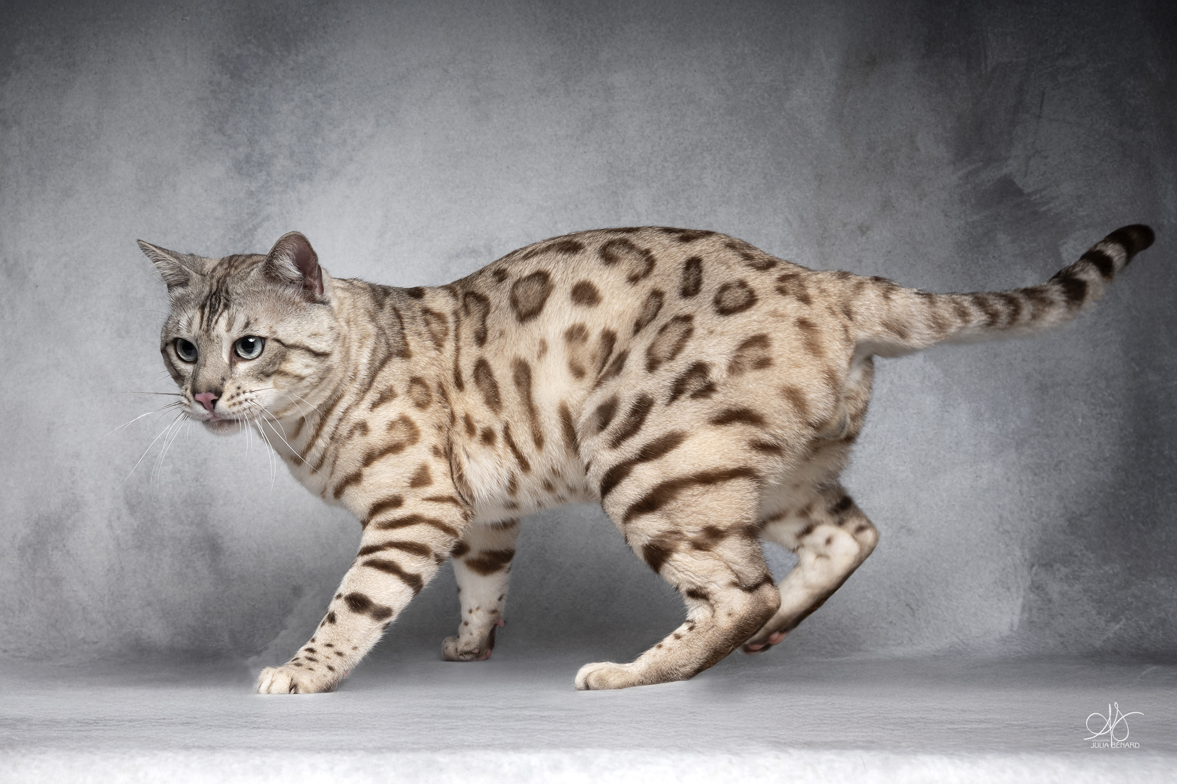 bengal's throne bengal seal silver mink tabby rosettes wild cat chat élevage sud vaucluse chaton chatterie mignon réservation adoption kitten exposition loof tica wcf sauvage panthère léopard alc