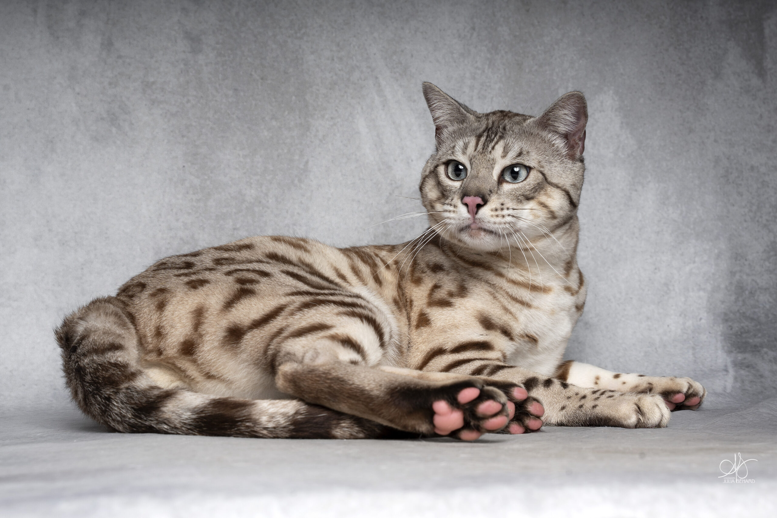 bengal's throne bengal seal silver mink tabby rosettes wild cat chat élevage sud vaucluse chaton chatterie mignon réservation adoption kitten exposition loof tica wcf sauvage panthère léopard alc