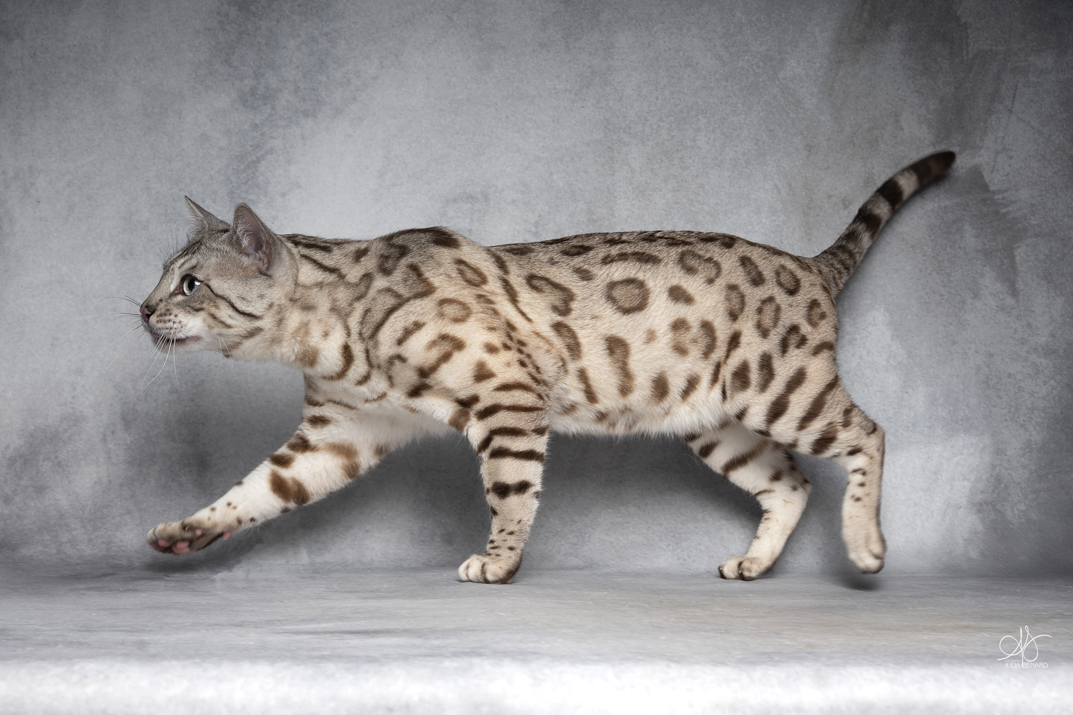 bengal's throne bengal seal silver mink tabby rosettes wild cat chat élevage sud vaucluse chaton chatterie mignon réservation adoption kitten exposition loof tica wcf sauvage panthère léopard alc