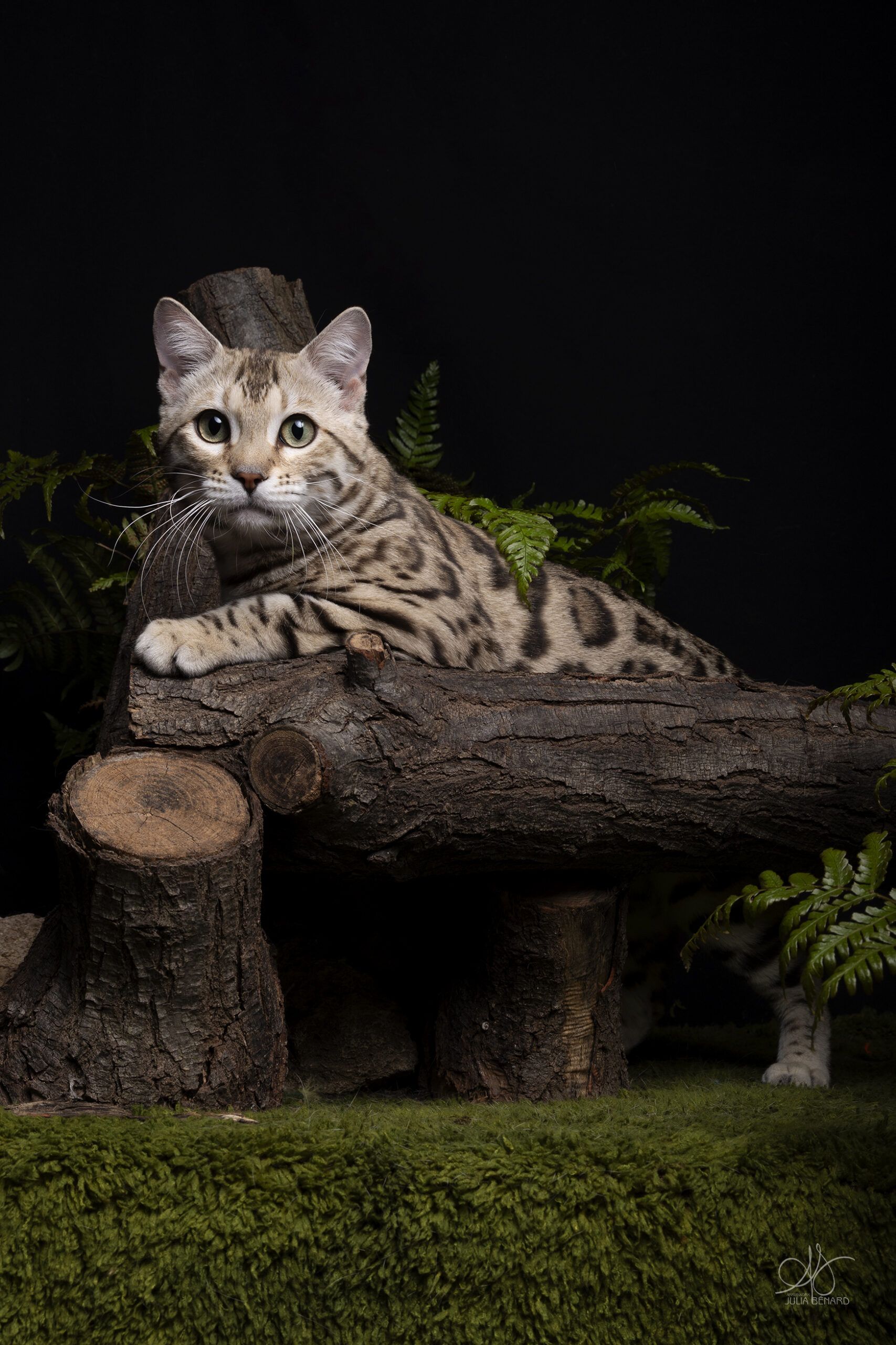 bengal's throne bengal brown tabby rosettes wild cat chat élevage sud vaucluse chaton chatterie mignon réservation adoption kitten exposition loof tica wcf sauvage panthère léopard alc
