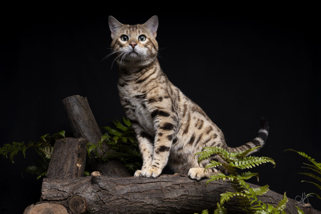 bengal's throne bengal brown tabby rosettes wild cat chat élevage sud vaucluse chaton chatterie mignon réservation adoption kitten exposition loof tica wcf sauvage panthère léopard alc