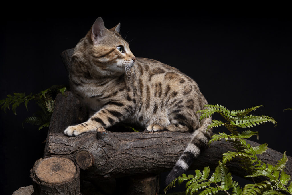 bengal's throne bengal brown tabby rosettes wild cat chat élevage sud vaucluse chaton chatterie mignon réservation adoption kitten exposition loof tica wcf sauvage panthère léopard alc