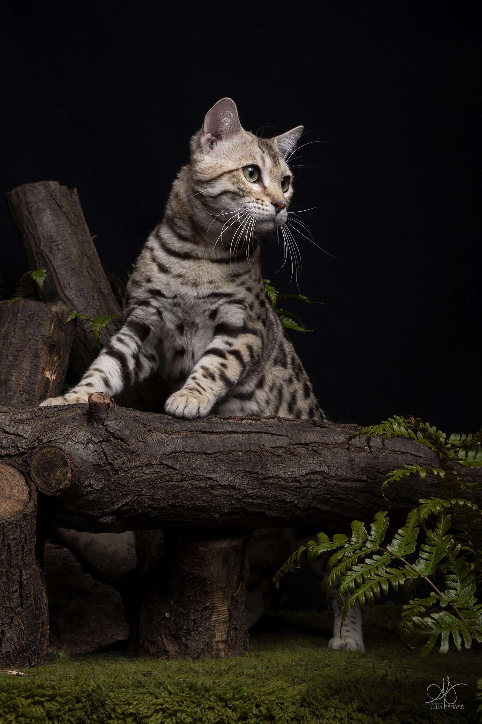 bengal's throne bengal brown tabby rosettes wild cat chat élevage sud vaucluse chaton chatterie mignon réservation adoption kitten exposition loof tica wcf sauvage panthère léopard alc
