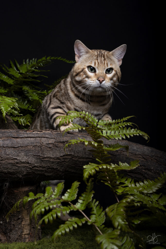 bengal's throne bengal brown tabby rosettes wild cat chat élevage sud vaucluse chaton chatterie mignon réservation adoption kitten exposition loof tica wcf sauvage panthère léopard alc