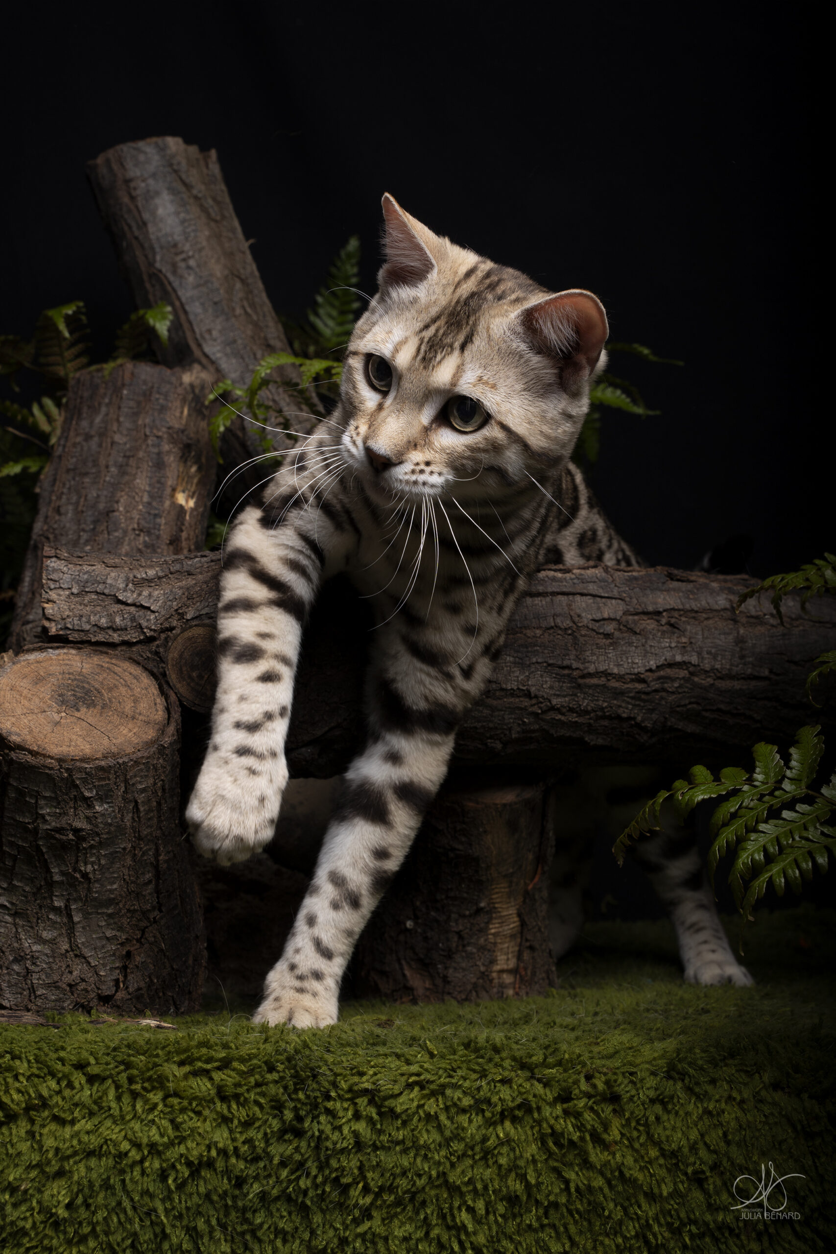 bengal's throne bengal brown tabby rosettes wild cat chat élevage sud vaucluse chaton chatterie mignon réservation adoption kitten exposition loof tica wcf sauvage panthère léopard alc