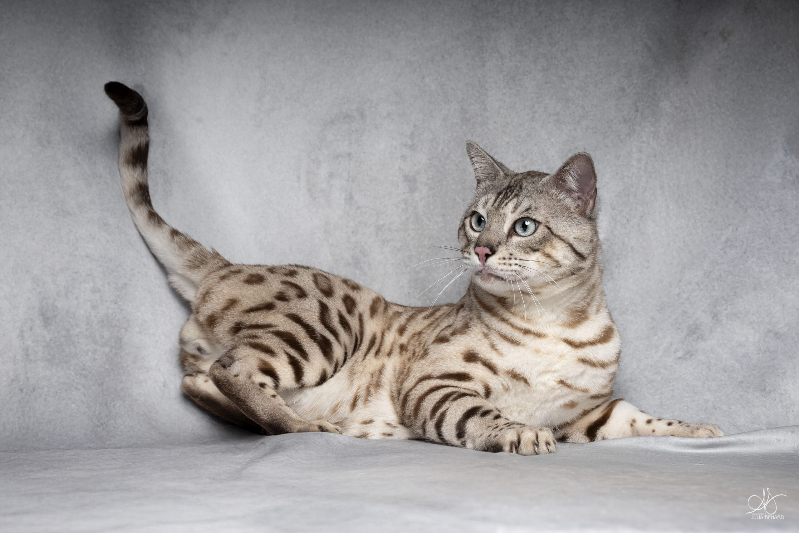 bengal's throne bengal seal silver mink tabby rosettes wild cat chat élevage sud vaucluse chaton chatterie mignon réservation adoption kitten exposition loof tica wcf sauvage panthère léopard alc