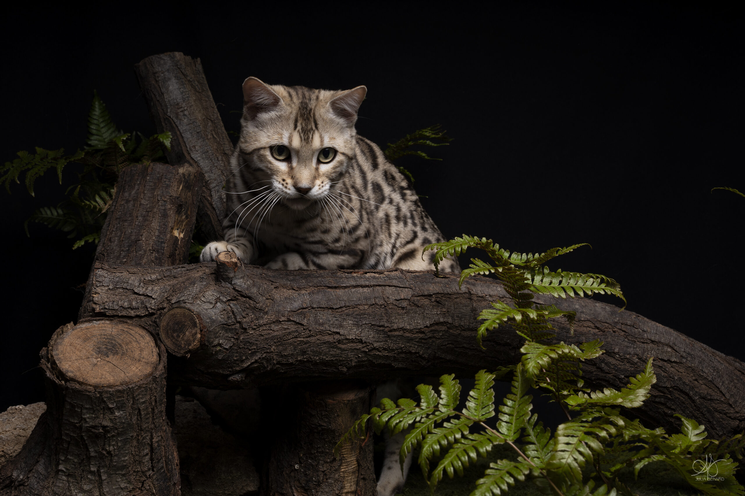 bengal's throne bengal brown tabby rosettes wild cat chat élevage sud vaucluse chaton chatterie mignon réservation adoption kitten exposition loof tica wcf sauvage panthère léopard alc