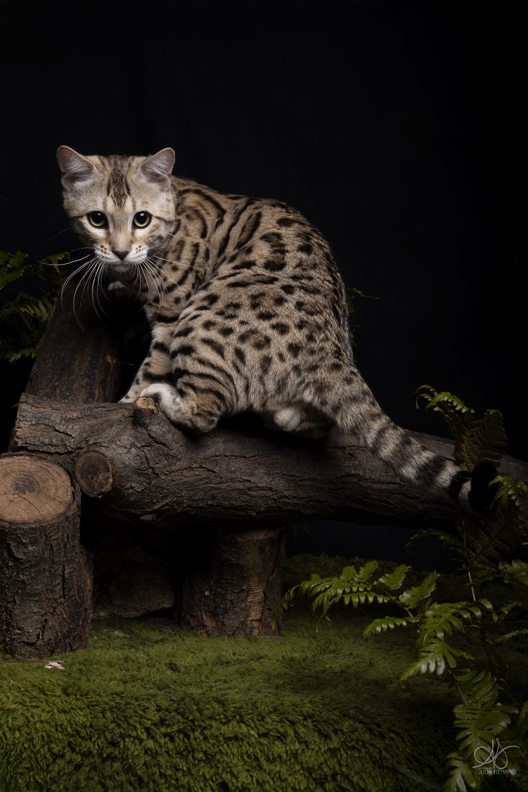 bengal's throne bengal brown tabby rosettes wild cat chat élevage sud vaucluse chaton chatterie mignon réservation adoption kitten exposition loof tica wcf sauvage panthère léopard alc